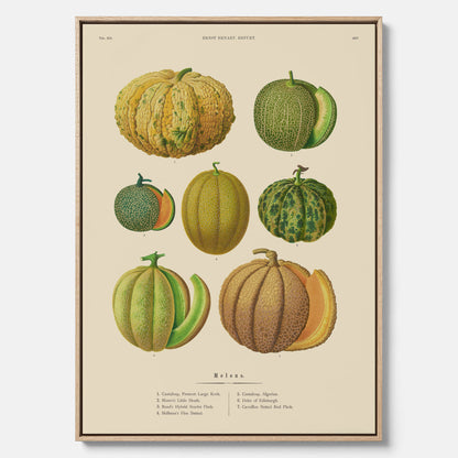 Kökstavla med Meloner poster – Canvastavla med frukter, melonposter av Ernst Benary, melontavla, tavla med meloner, skolposter, köksposter, poster till kök