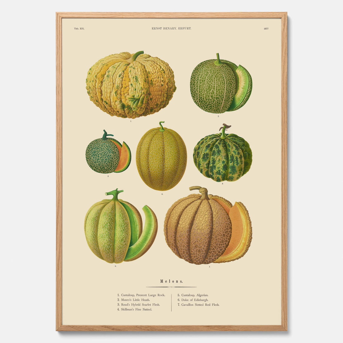 Kökstavla med Meloner poster – Plansch med frukter, melonposter av Ernst Benary, melontavla, tavla med meloner, skolposter, köksposter, poster till kök
