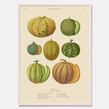 Kökstavla med Meloner poster – Plansch med frukter, melonposter av Ernst Benary, melontavla, tavla med meloner, skolposter, köksposter, poster till kök