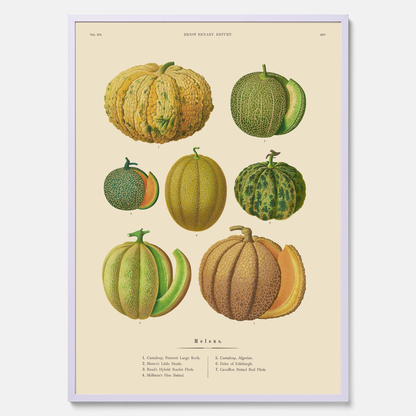 Kökstavla med Meloner poster – Plansch med frukter, melonposter av Ernst Benary, melontavla, tavla med meloner, skolposter, köksposter, poster till kök