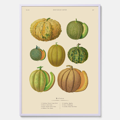 Kökstavla med Meloner poster – Plansch med frukter, melonposter av Ernst Benary, melontavla, tavla med meloner, skolposter, köksposter, poster till kök