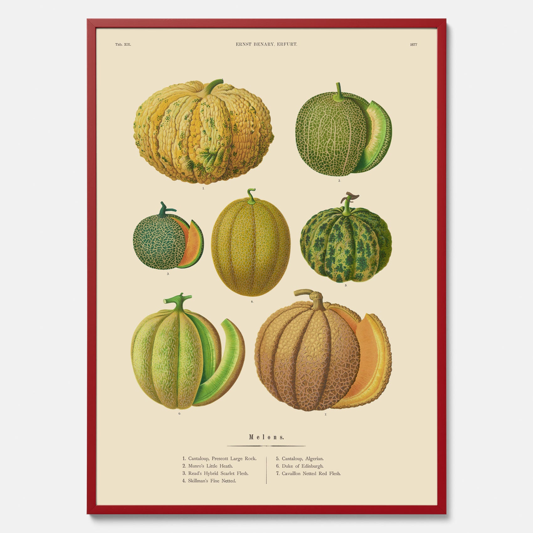 Kökstavla med Meloner poster – Plansch med frukter, melonposter av Ernst Benary, melontavla, tavla med meloner, skolposter, köksposter, poster till kök