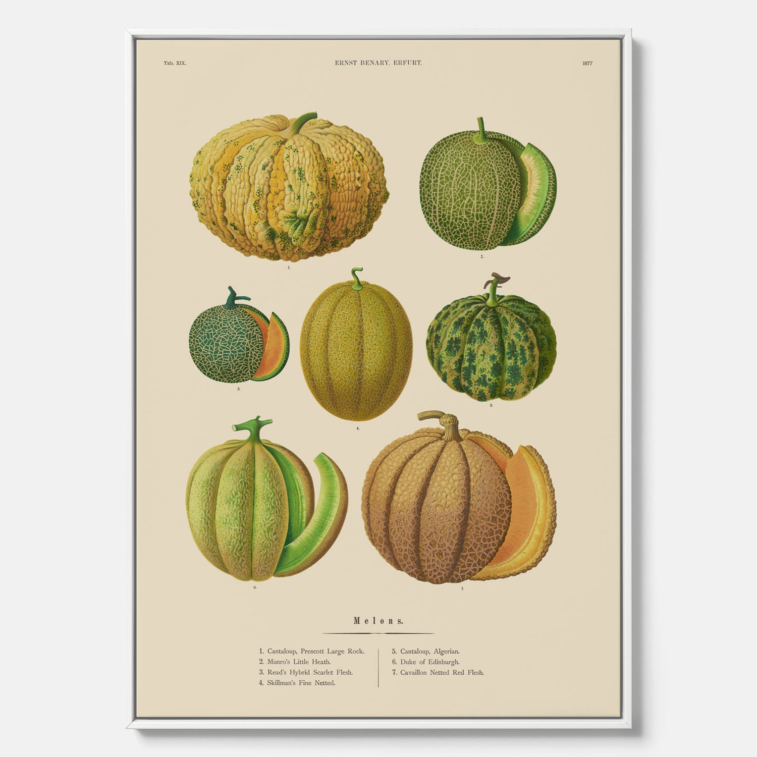 Kökstavla med Meloner poster – Canvastavla med frukter, melonposter av Ernst Benary, melontavla, tavla med meloner, skolposter, köksposter, poster till kök