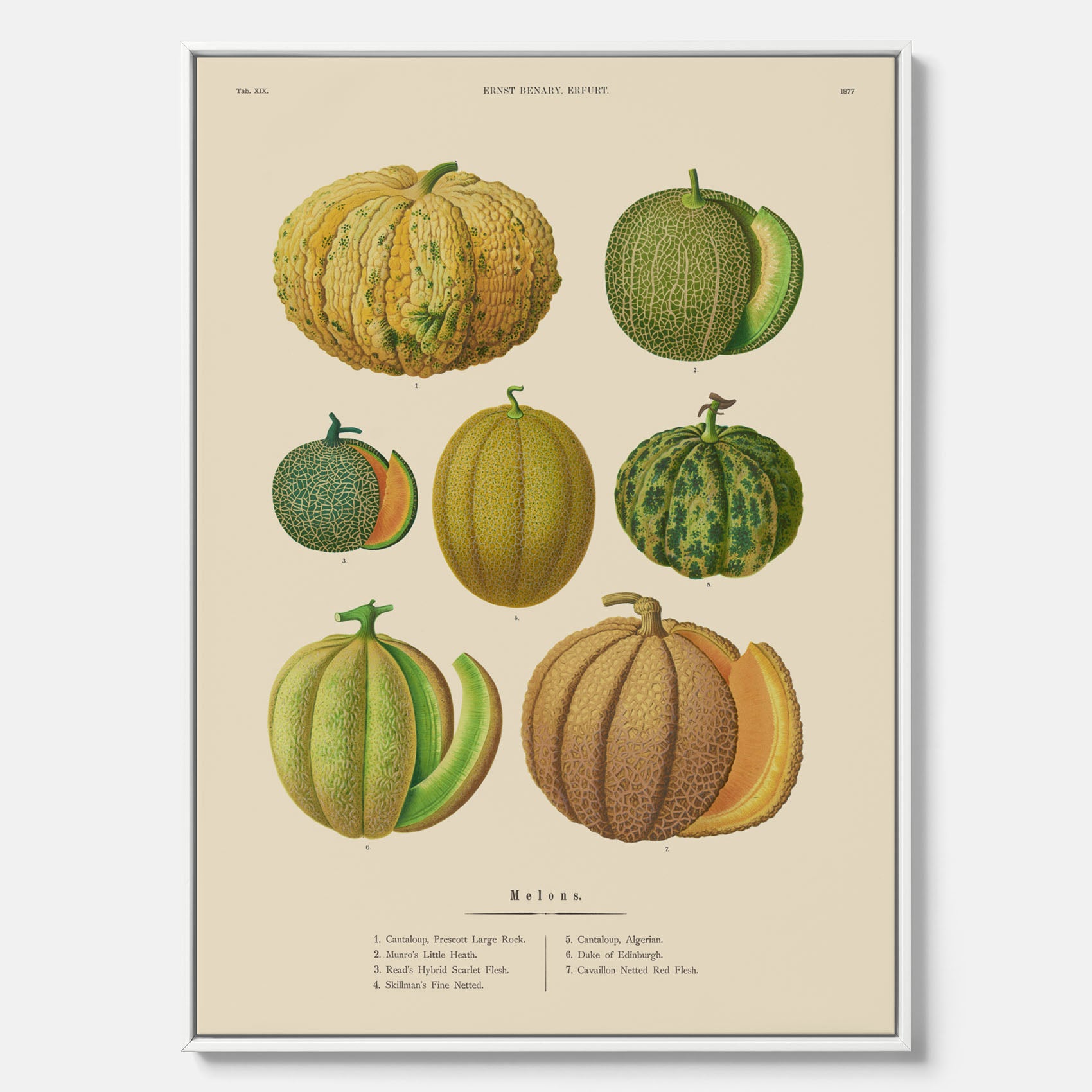 Kökstavla med Meloner poster – Canvastavla med frukter, melonposter av Ernst Benary, melontavla, tavla med meloner, skolposter, köksposter, poster till kök