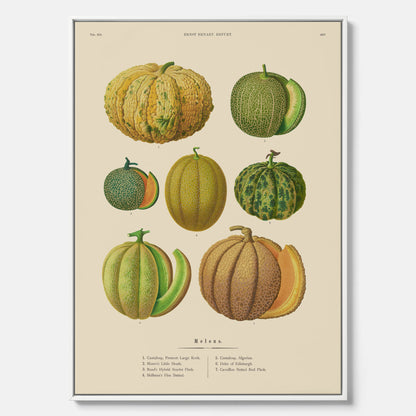 Kökstavla med Meloner poster – Canvastavla med frukter, melonposter av Ernst Benary, melontavla, tavla med meloner, skolposter, köksposter, poster till kök