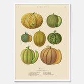Kökstavla med Meloner poster – Plansch med frukter, melonposter av Ernst Benary, melontavla, tavla med meloner, skolposter, köksposter, poster till kök
