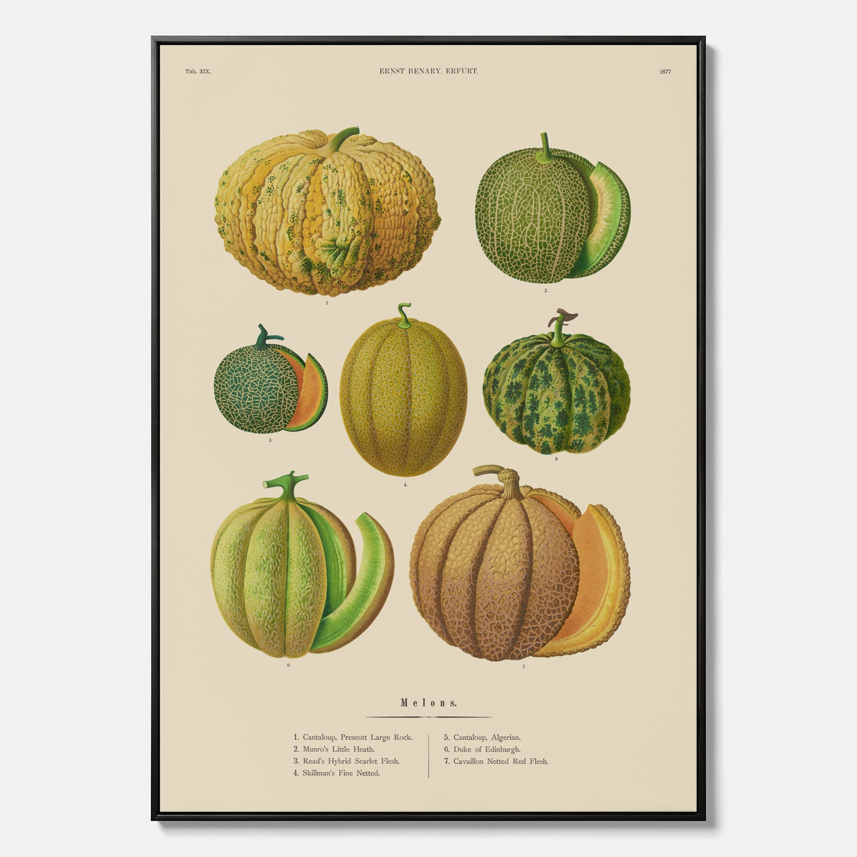 Kökstavla med Meloner poster – Canvastavla med frukter, melonposter av Ernst Benary, melontavla, tavla med meloner, skolposter, köksposter, poster till kök