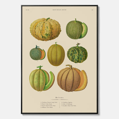 Kökstavla med Meloner poster – Canvastavla med frukter, melonposter av Ernst Benary, melontavla, tavla med meloner, skolposter, köksposter, poster till kök
