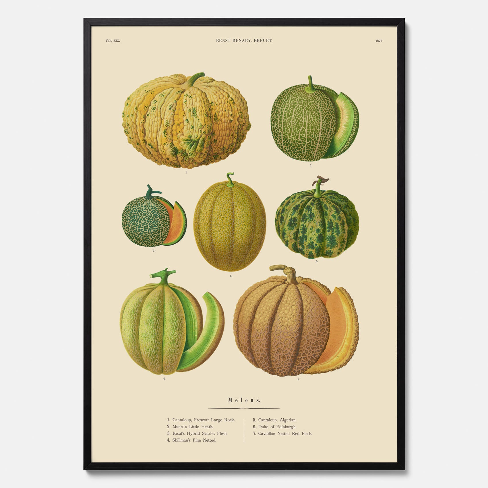 Kökstavla med Meloner poster – Plansch med frukter, melonposter av Ernst Benary, melontavla, tavla med meloner, skolposter, köksposter, poster till kök