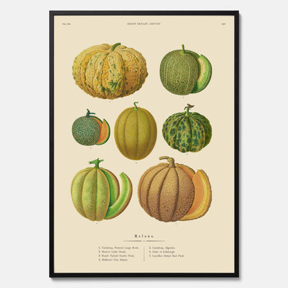 Kökstavla med Meloner poster – Plansch med frukter, melonposter av Ernst Benary, melontavla, tavla med meloner, skolposter, köksposter, poster till kök