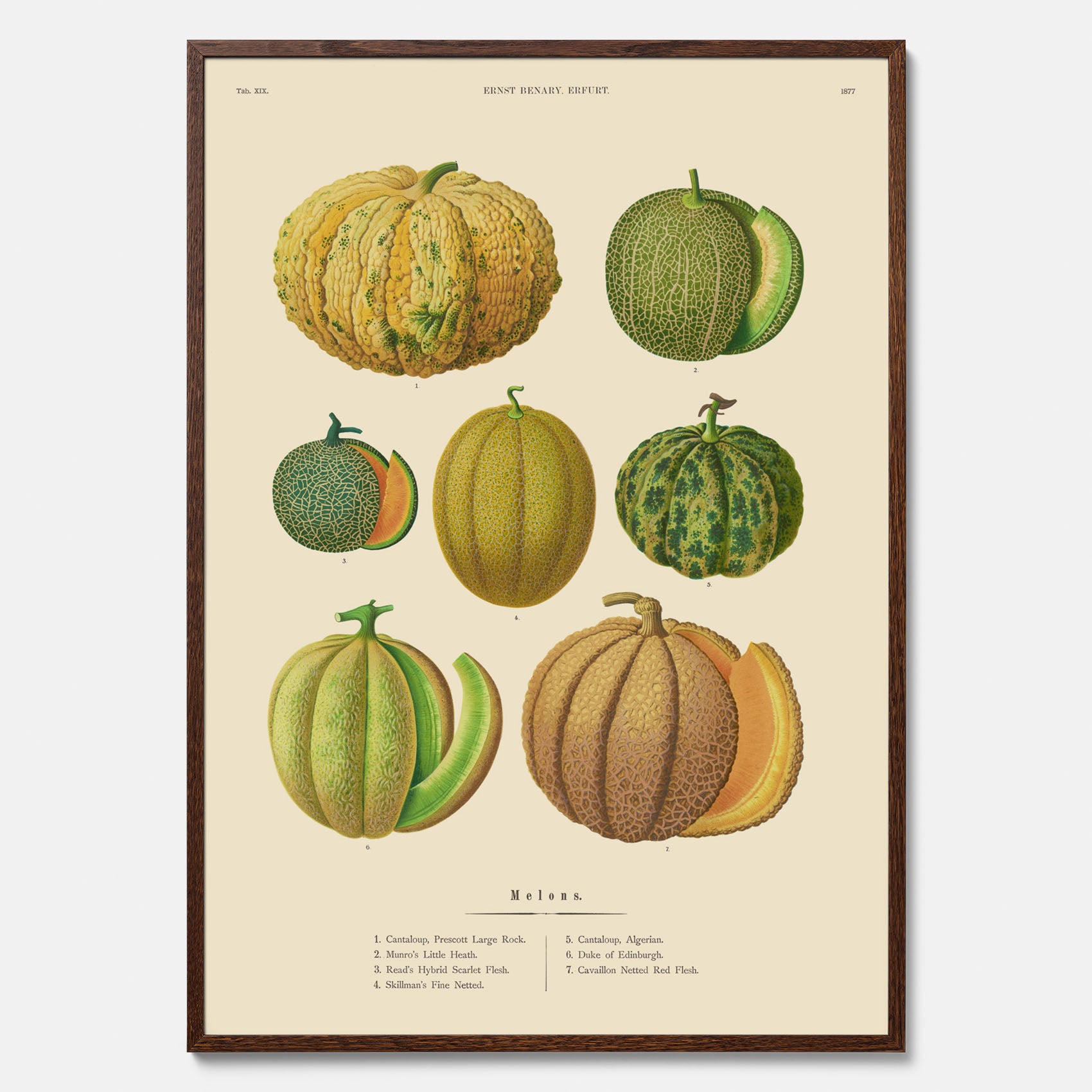 Kökstavla med Meloner poster – Plansch med frukter, melonposter av Ernst Benary, melontavla, tavla med meloner, skolposter, köksposter, poster till kök