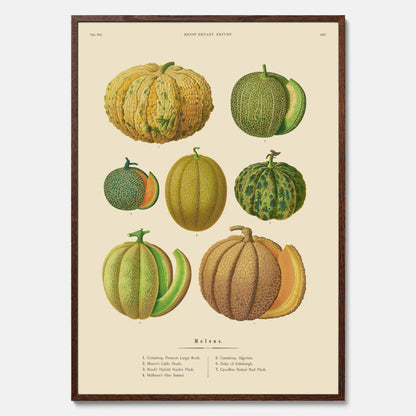 Kökstavla med Meloner poster – Plansch med frukter, melonposter av Ernst Benary, melontavla, tavla med meloner, skolposter, köksposter, poster till kök