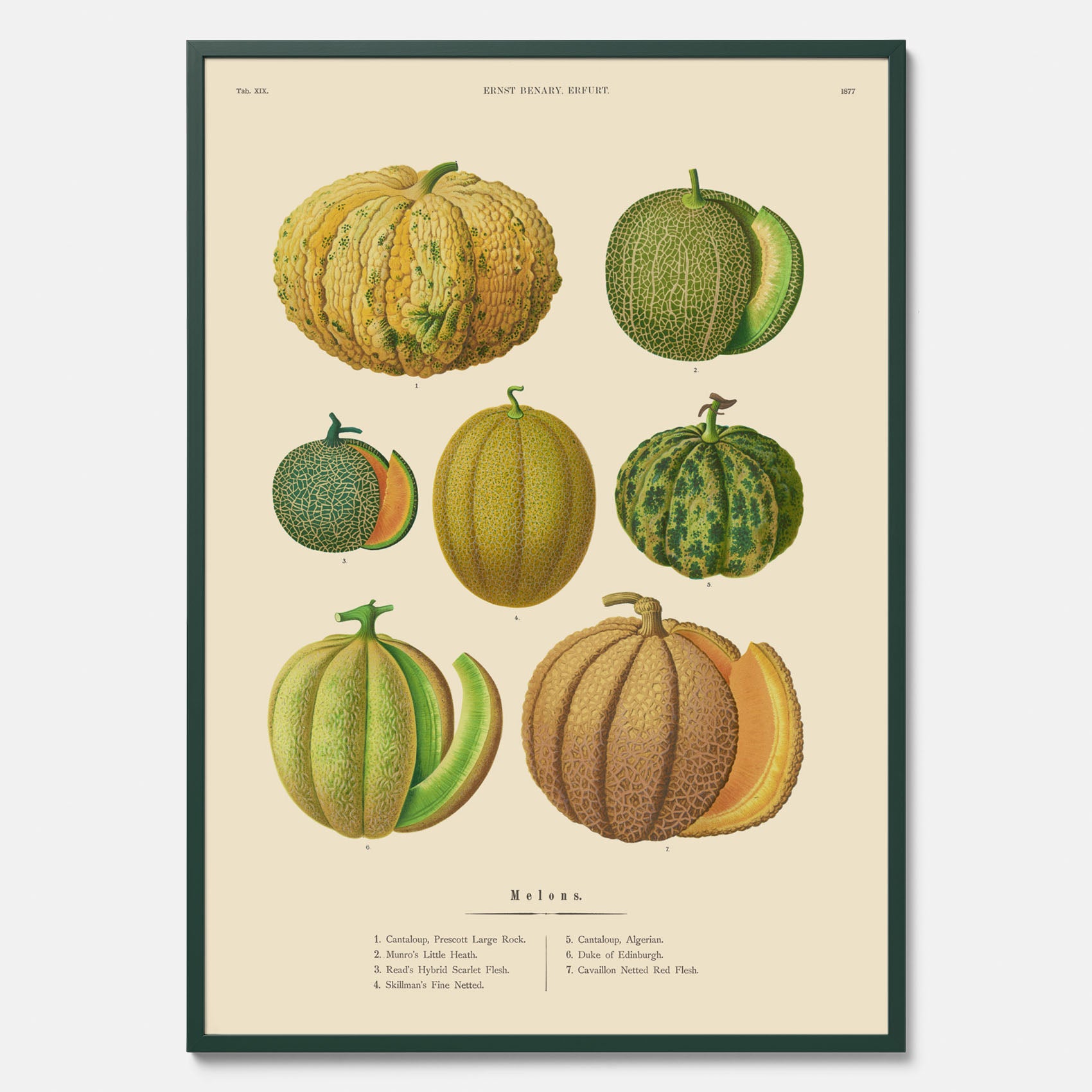 Kökstavla med Meloner poster – Plansch med frukter, melonposter av Ernst Benary, melontavla, tavla med meloner, skolposter, köksposter, poster till kök