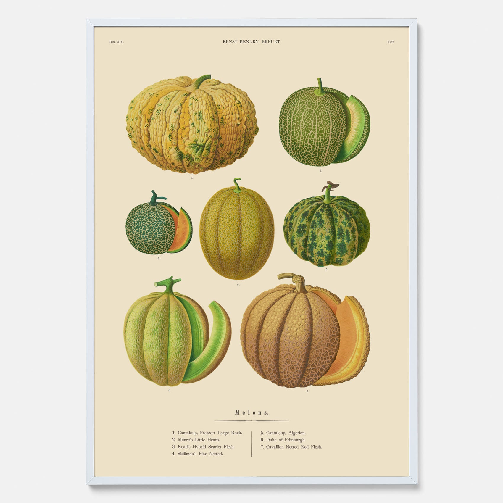 Kökstavla med Meloner poster – Plansch med frukter, melonposter av Ernst Benary, melontavla, tavla med meloner, skolposter, köksposter, poster till kök