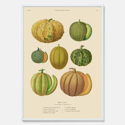 Kökstavla med Meloner poster – Plansch med frukter, melonposter av Ernst Benary, melontavla, tavla med meloner, skolposter, köksposter, poster till kök