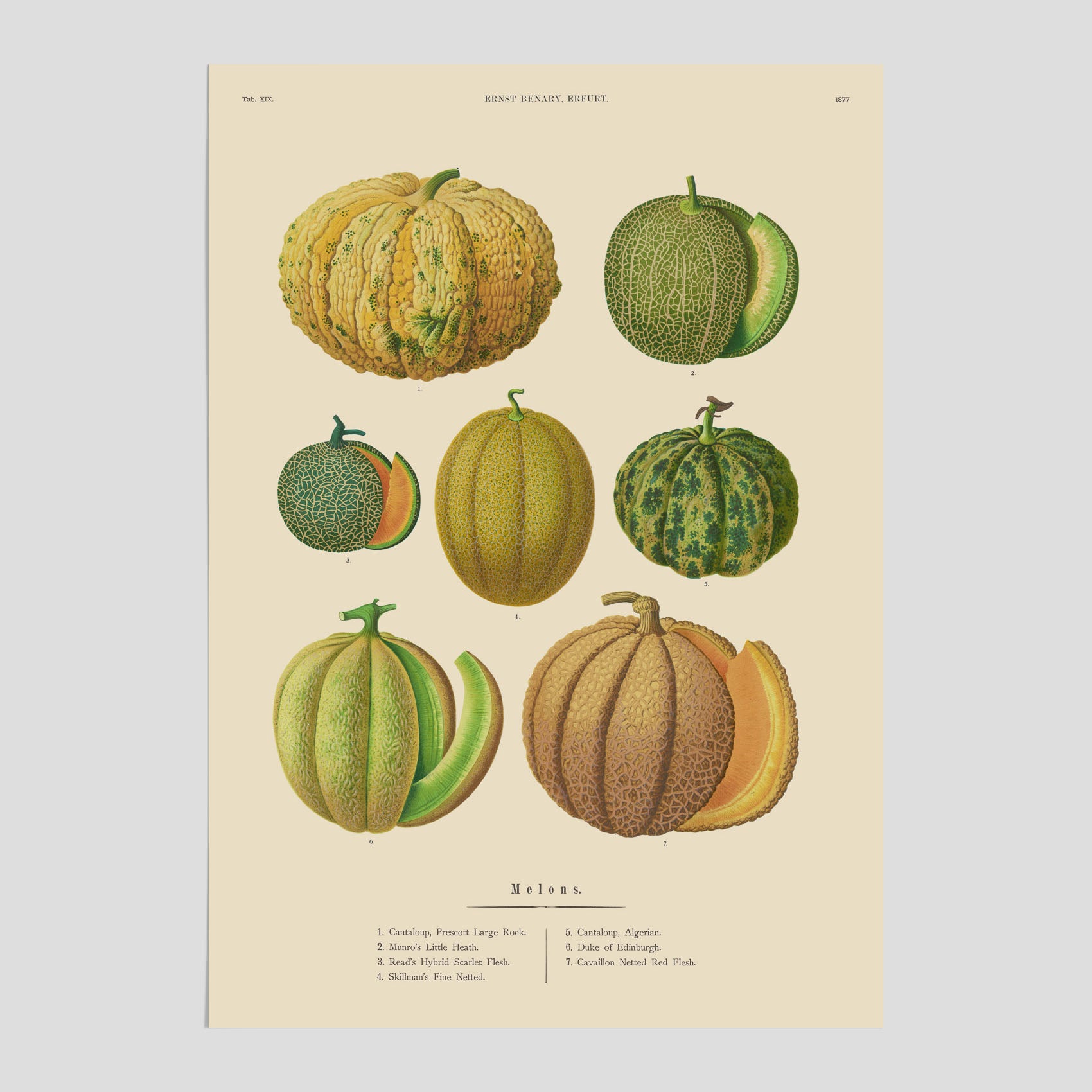 Kökstavla med Meloner poster – Plansch med frukter, melonposter av Ernst Benary, melontavla, tavla med meloner, skolposter, köksposter, poster till kök