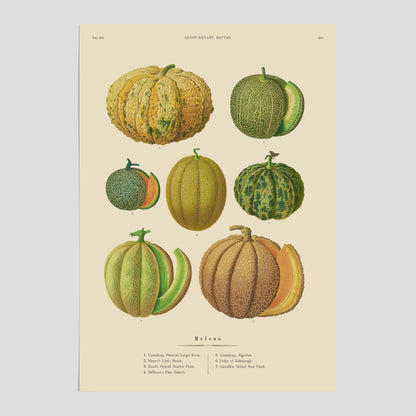 Kökstavla med Meloner poster – Plansch med frukter, melonposter av Ernst Benary, melontavla, tavla med meloner, skolposter, köksposter, poster till kök
