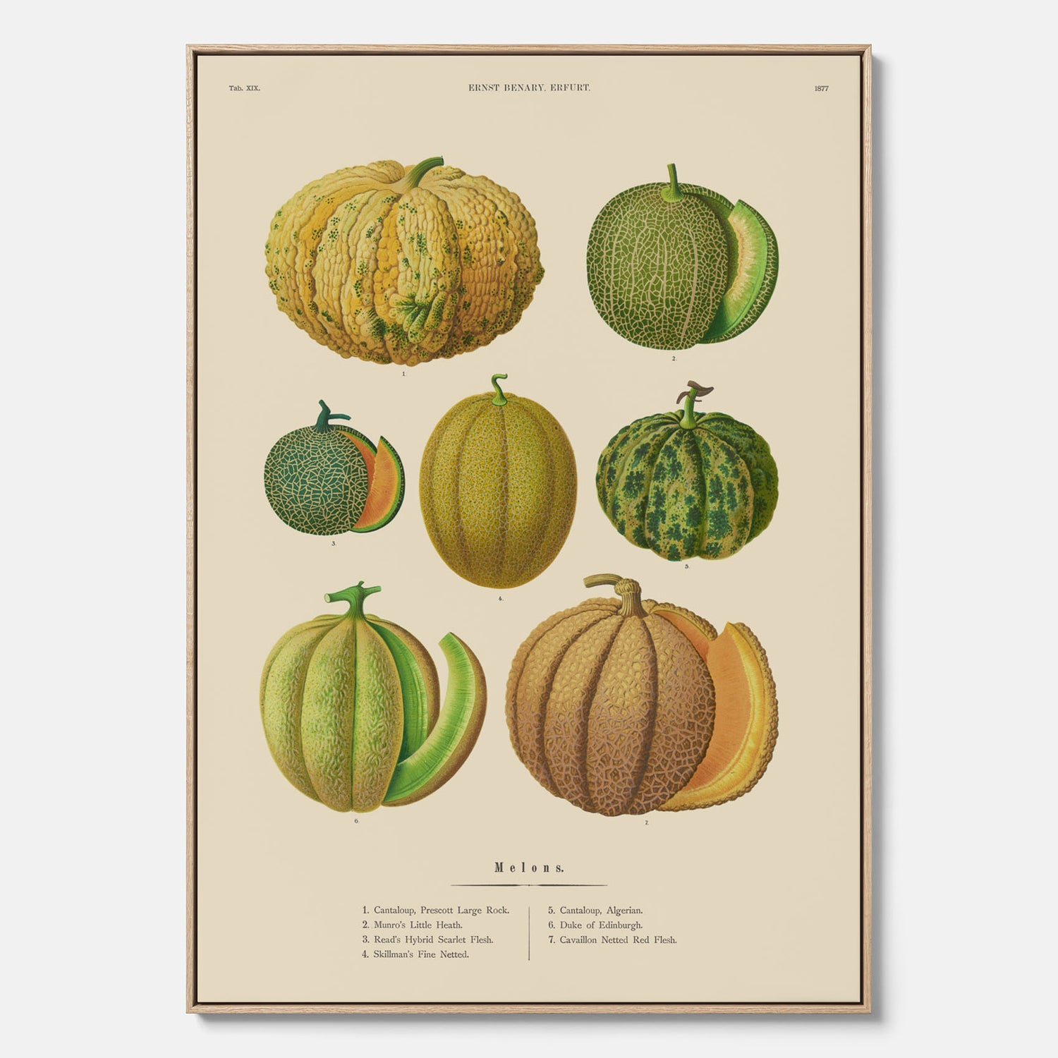 Kökstavla med Meloner poster – Canvastavla med frukter, melonposter av Ernst Benary, melontavla, tavla med meloner, skolposter, köksposter, poster till kök