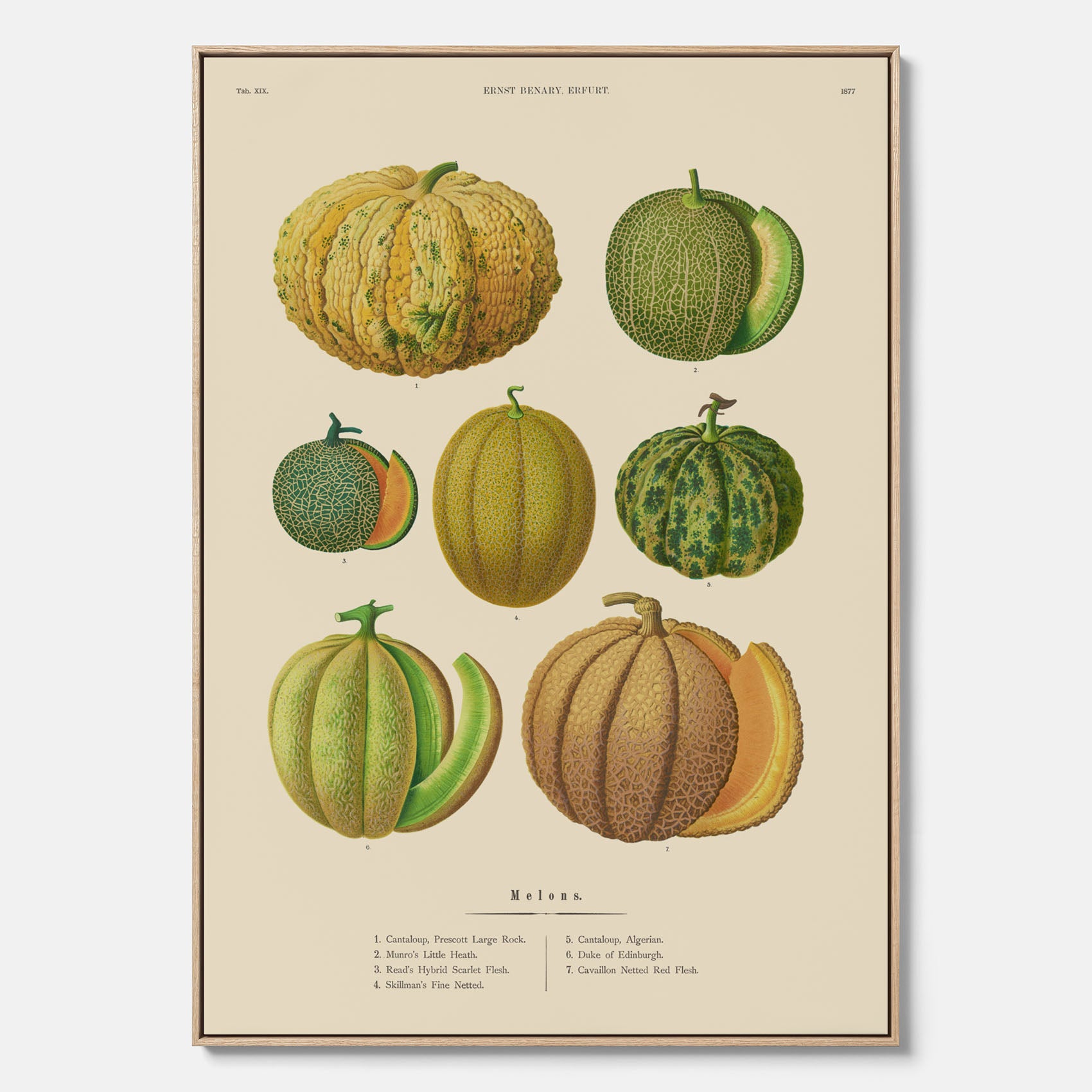 Kökstavla med Meloner poster – Canvastavla med frukter, melonposter av Ernst Benary, melontavla, tavla med meloner, skolposter, köksposter, poster till kök