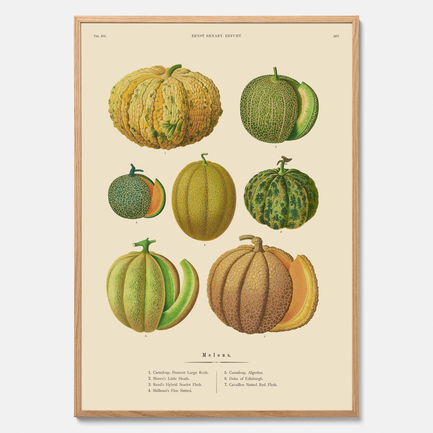 Kökstavla med Meloner poster – Plansch med frukter, melonposter av Ernst Benary, melontavla, tavla med meloner, skolposter, köksposter, poster till kök