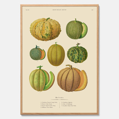 Kökstavla med Meloner poster – Plansch med frukter, melonposter av Ernst Benary, melontavla, tavla med meloner, skolposter, köksposter, poster till kök