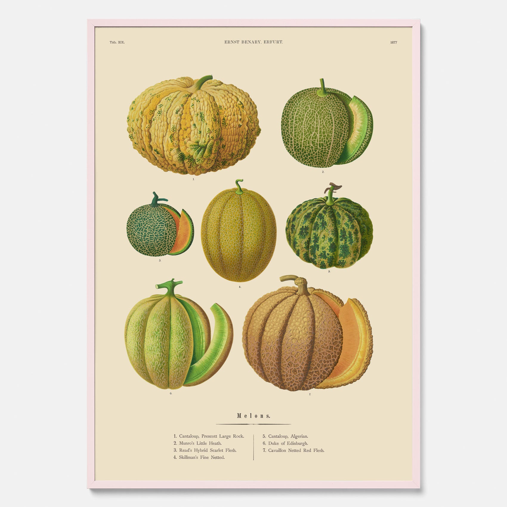 Kökstavla med Meloner poster – Plansch med frukter, melonposter av Ernst Benary, melontavla, tavla med meloner, skolposter, köksposter, poster till kök
