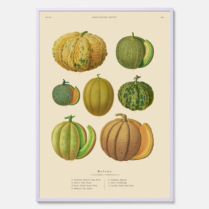 Kökstavla med Meloner poster – Plansch med frukter, melonposter av Ernst Benary, melontavla, tavla med meloner, skolposter, köksposter, poster till kök