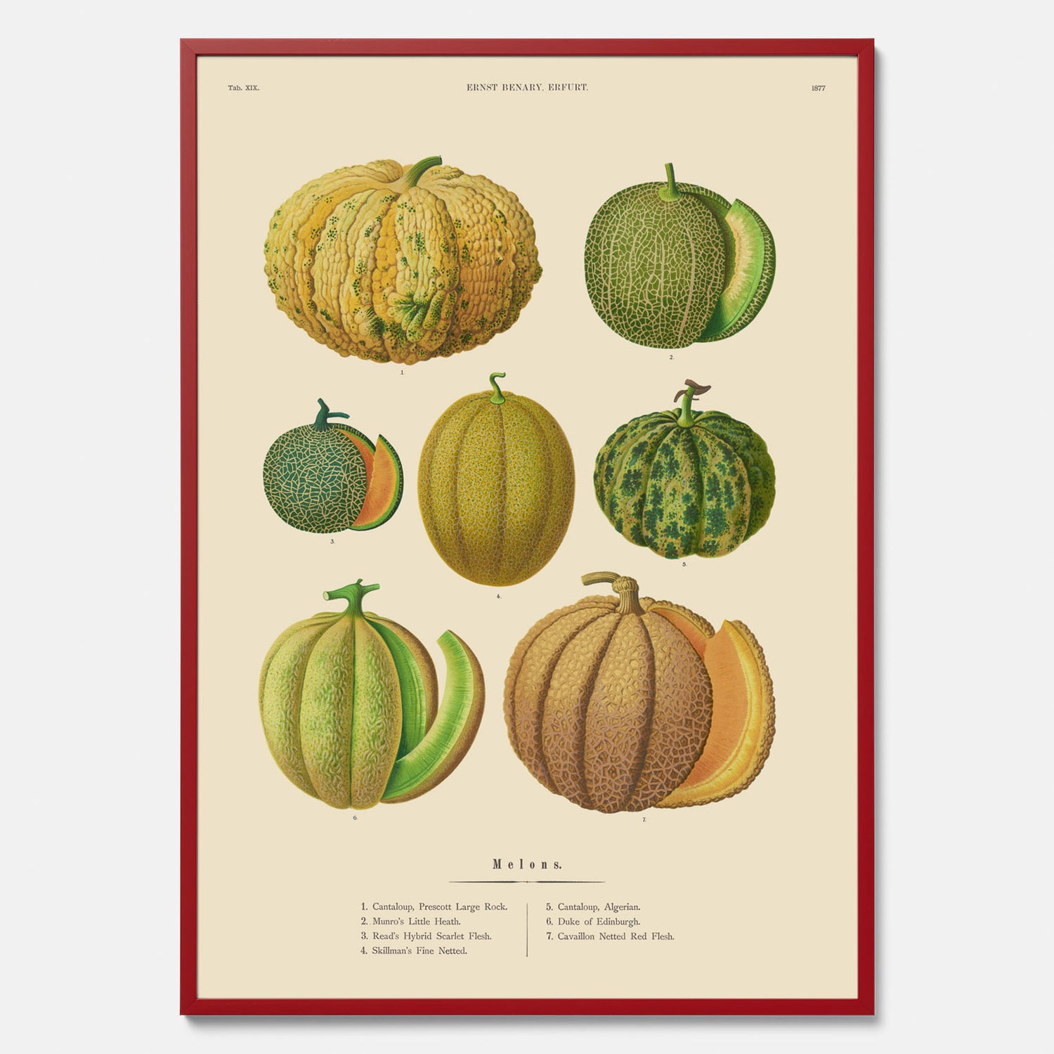 Kökstavla med Meloner poster – Plansch med frukter, melonposter av Ernst Benary, melontavla, tavla med meloner, skolposter, köksposter, poster till kök