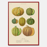 Kökstavla med Meloner poster – Plansch med frukter, melonposter av Ernst Benary, melontavla, tavla med meloner, skolposter, köksposter, poster till kök