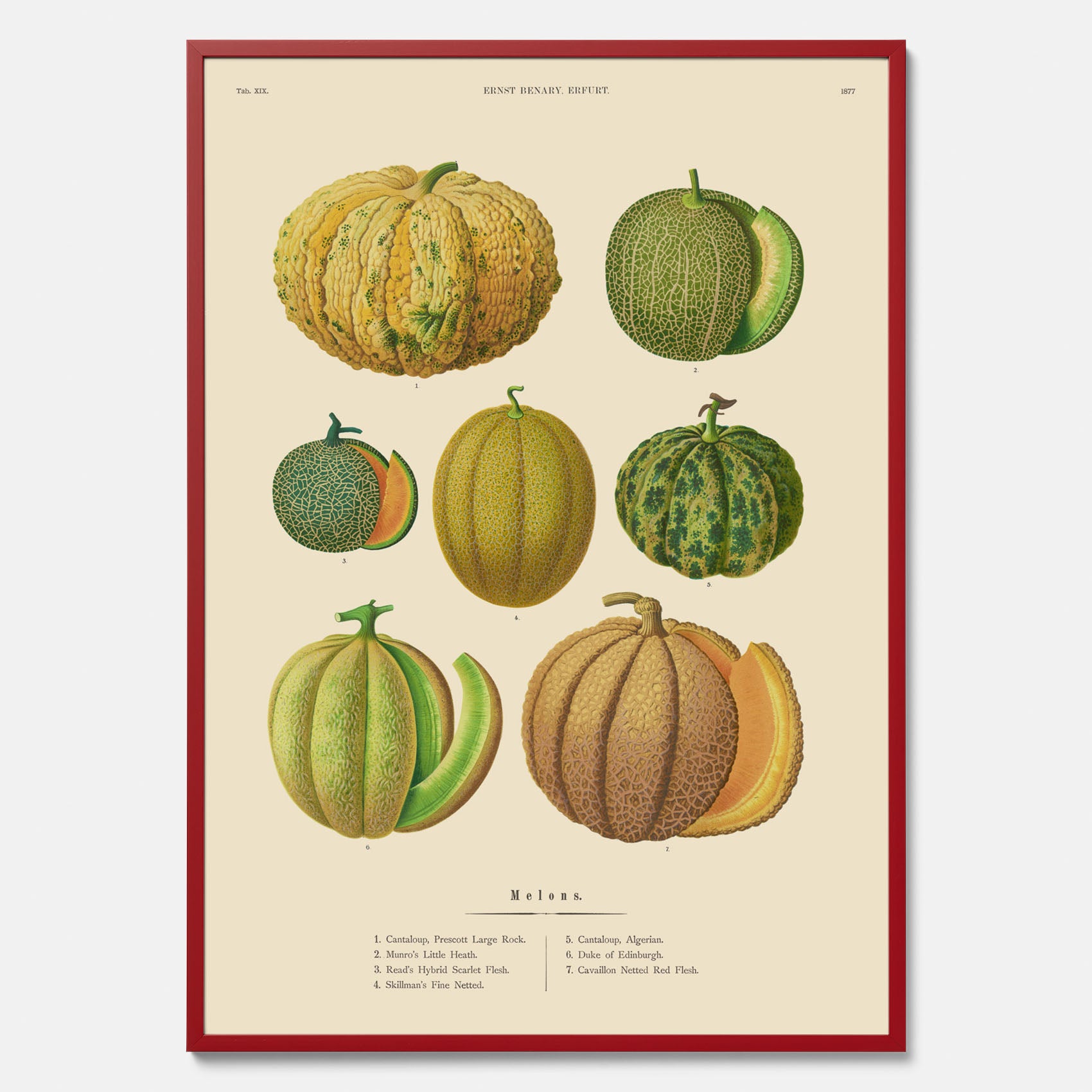 Kökstavla med Meloner poster – Plansch med frukter, melonposter av Ernst Benary, melontavla, tavla med meloner, skolposter, köksposter, poster till kök