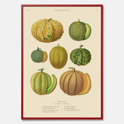 Kökstavla med Meloner poster – Plansch med frukter, melonposter av Ernst Benary, melontavla, tavla med meloner, skolposter, köksposter, poster till kök
