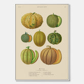Kökstavla med Meloner poster – Canvastavla med frukter, melonposter av Ernst Benary, melontavla, tavla med meloner, skolposter, köksposter, poster till kök