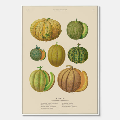 Kökstavla med Meloner poster – Canvastavla med frukter, melonposter av Ernst Benary, melontavla, tavla med meloner, skolposter, köksposter, poster till kök