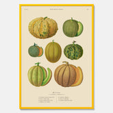 Kökstavla med Meloner poster – Plansch med frukter, melonposter av Ernst Benary, melontavla, tavla med meloner, skolposter, köksposter, poster till kök