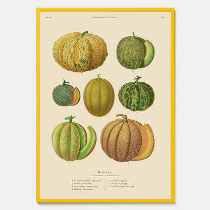 Kökstavla med Meloner poster – Plansch med frukter, melonposter av Ernst Benary, melontavla, tavla med meloner, skolposter, köksposter, poster till kök
