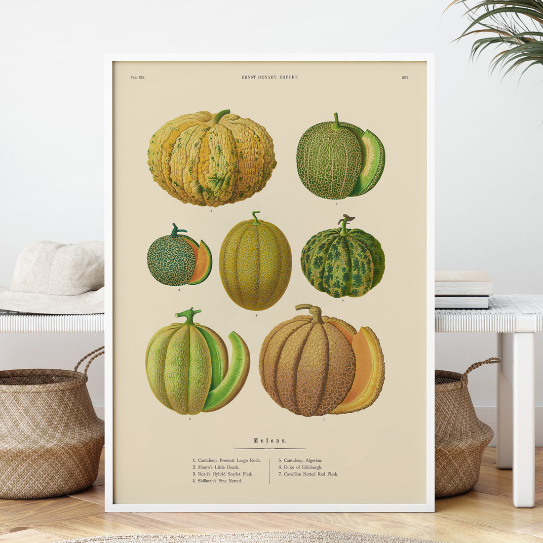 Kökstavla med Meloner poster – Plansch med frukter, melonposter av Ernst Benary, melontavla, tavla med meloner, skolposter, köksposter, poster till kök