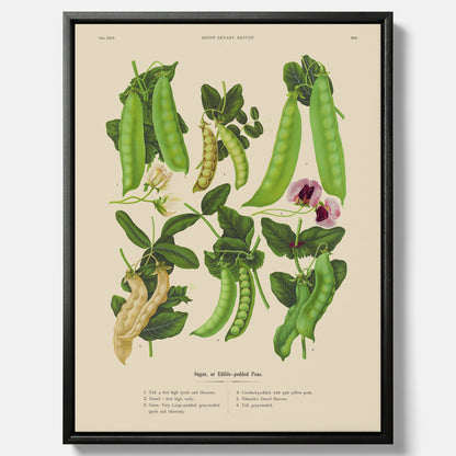 Tavla med canvas med sockerärtor – Plansch med grönsaker, sockerärtposter av Ernst Benary, botanisk tavla, tavla med sockerärtor, skolposter, köksposter, poster till kök