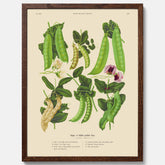 Kökstavla med sockerärtor – Plansch med grönsaker, sockerärtposter av Ernst Benary, botanisk tavla, tavla med sockerärtor, skolposter, köksposter, poster till kök