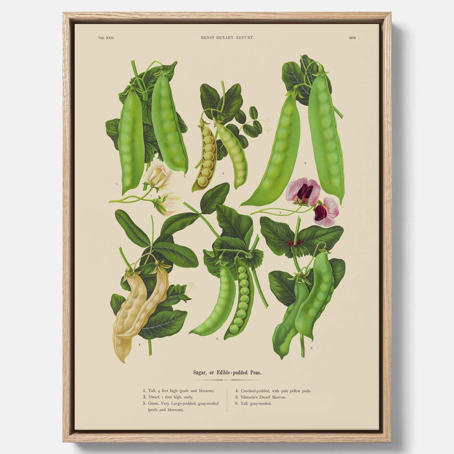 Tavla med canvas med sockerärtor – Plansch med grönsaker, sockerärtposter av Ernst Benary, botanisk tavla, tavla med sockerärtor, skolposter, köksposter, poster till kök