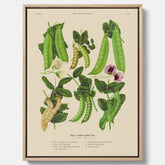Tavla med canvas med sockerärtor – Plansch med grönsaker, sockerärtposter av Ernst Benary, botanisk tavla, tavla med sockerärtor, skolposter, köksposter, poster till kök