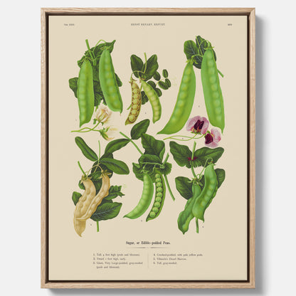 Tavla med canvas med sockerärtor – Plansch med grönsaker, sockerärtposter av Ernst Benary, botanisk tavla, tavla med sockerärtor, skolposter, köksposter, poster till kök