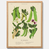 Kökstavla med sockerärtor – Plansch med grönsaker, sockerärtposter av Ernst Benary, botanisk tavla, tavla med sockerärtor, skolposter, köksposter, poster till kök
