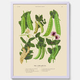 Kökstavla med sockerärtor – Plansch med grönsaker, sockerärtposter av Ernst Benary, botanisk tavla, tavla med sockerärtor, skolposter, köksposter, poster till kök