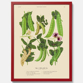 Kökstavla med sockerärtor – Plansch med grönsaker, sockerärtposter av Ernst Benary, botanisk tavla, tavla med sockerärtor, skolposter, köksposter, poster till kök