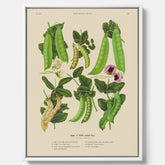 Tavla med canvas med sockerärtor – Plansch med grönsaker, sockerärtposter av Ernst Benary, botanisk tavla, tavla med sockerärtor, skolposter, köksposter, poster till kök