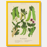 Kökstavla med sockerärtor – Plansch med grönsaker, sockerärtposter av Ernst Benary, botanisk tavla, tavla med sockerärtor, skolposter, köksposter, poster till kök
