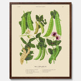 Kökstavla med sockerärtor – Plansch med grönsaker, sockerärtposter av Ernst Benary, botanisk tavla, tavla med sockerärtor, skolposter, köksposter, poster till kök