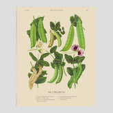 Kökstavla med sockerärtor – Plansch med grönsaker, sockerärtposter av Ernst Benary, botanisk tavla, tavla med sockerärtor, skolposter, köksposter, poster till kök