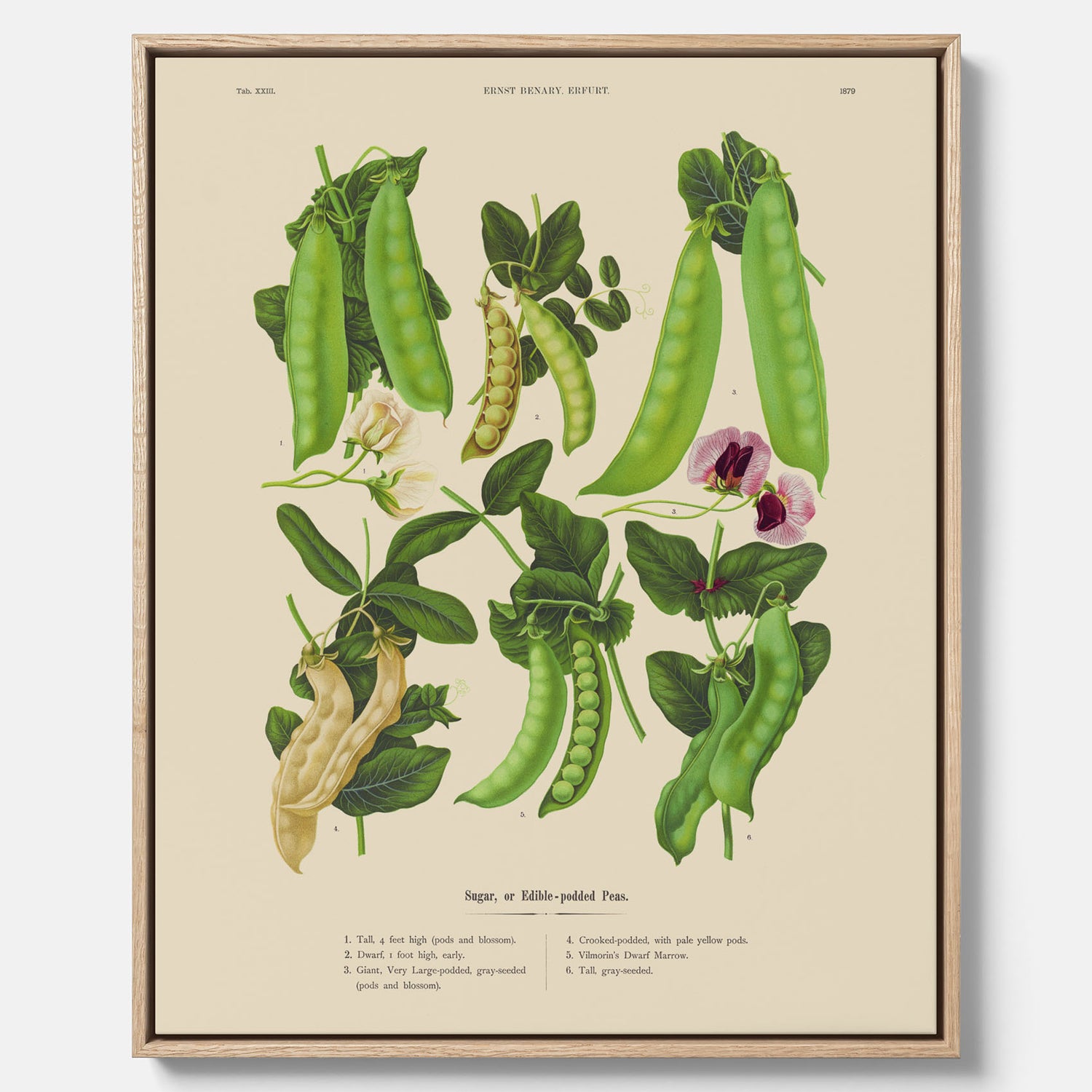 Tavla med canvas med sockerärtor – Plansch med grönsaker, sockerärtposter av Ernst Benary, botanisk tavla, tavla med sockerärtor, skolposter, köksposter, poster till kök