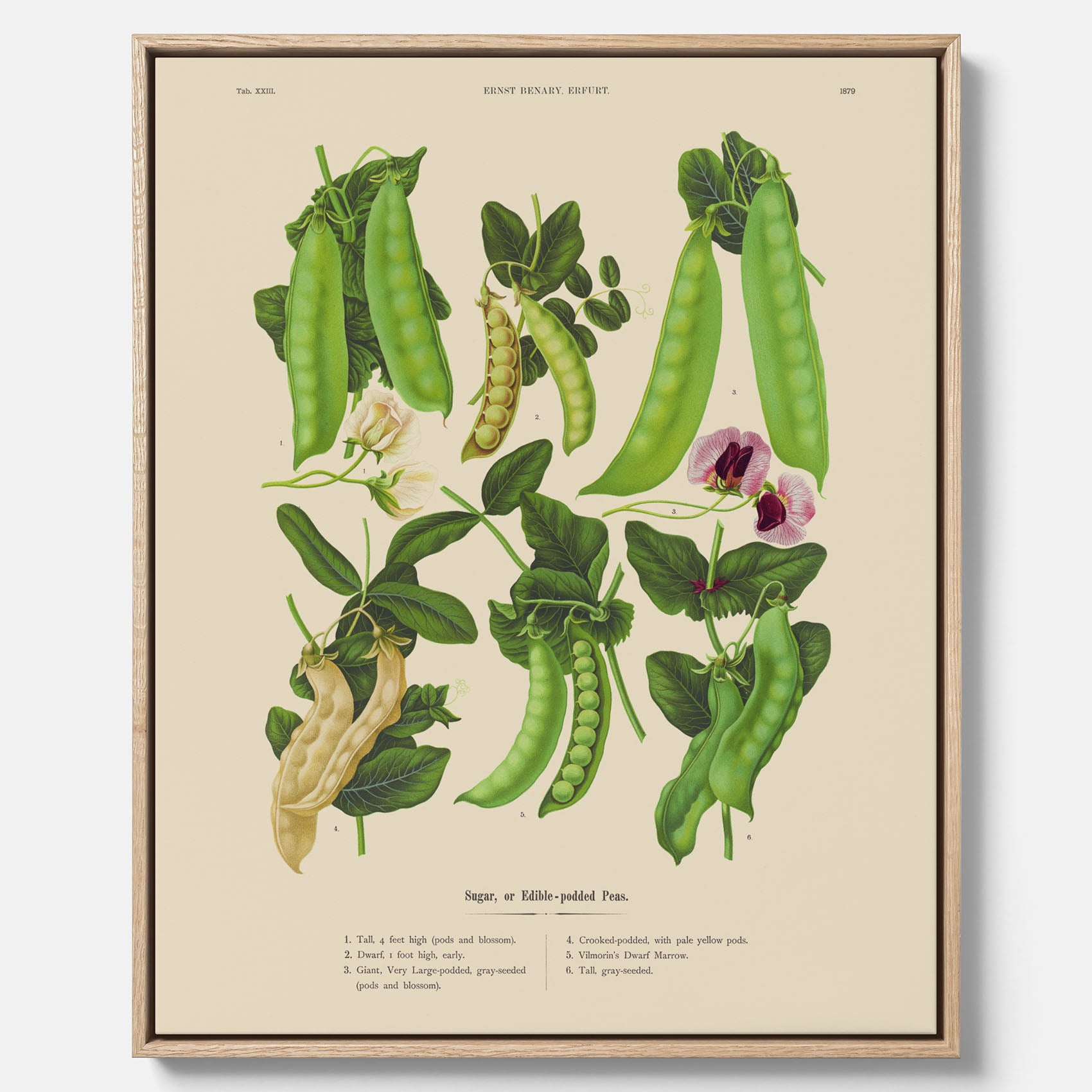 Tavla med canvas med sockerärtor – Plansch med grönsaker, sockerärtposter av Ernst Benary, botanisk tavla, tavla med sockerärtor, skolposter, köksposter, poster till kök